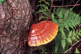 Shelf fungus Shelf fungus
