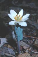 Bloodroot (Sanguinaria canadensis) By Crandall, Hugh (NPS Photo)