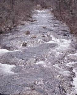 Mountain stream runs down past trees after there leaves have fallen.
