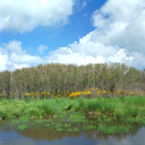 Wetlands in Shenandoah's Big Meadows Wetlands in Shenandoah's Big Meadows