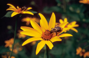 A bee visits the bright yellow petals of a sunflower.