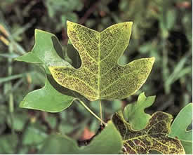 Stippling of Yellow (Tulip) Poplar leaves caused by ozone.