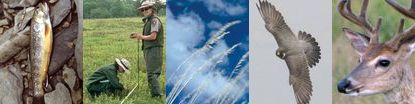 Natural Resource Activities