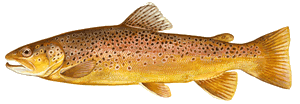 Brown Trout illustration