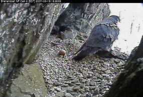 falcon cam static image nest 2 (3/18/07)