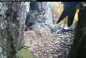 Adult falcon seen sitting at a nest scrape #2 Oct 19, 2007.