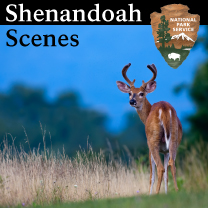 Shenandoah Scenes