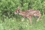 Shenandoah National Park - A Place to Experience True Beauty