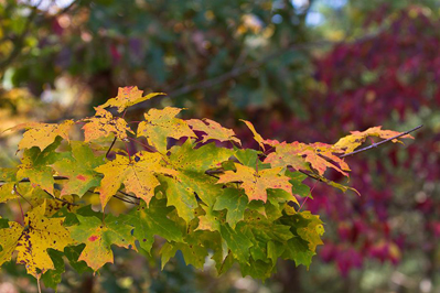 By October 18, 2013, maple leaves were changing from green to yellow and red.