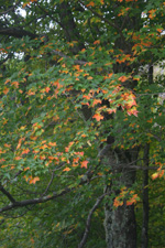 Shenandoah National Park, image taken Oct. 9, 2011 Shenandoah National Park, image taken Oct. 9, 2011