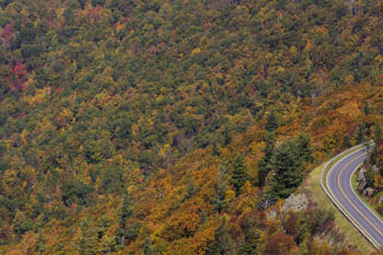 Many different color trees leaves changing on Skyline Drive.