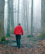 A hiker enters a foggy forest trail in Shenandoah National Park.
