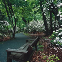 A wooden bench offers a resting place among pink and white mountain laurel blossoms on the Limberlost Trail. A wooden bench offers a resting place among pink and white mountain laurel blossoms on the Limberlost Trail.