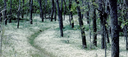 The Appalachian Trails meanders through grass and the forest in Shenandoah National Park.