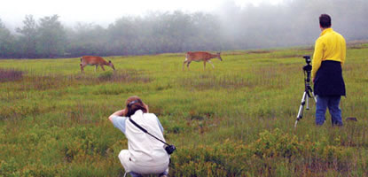 White-tailed deer grazing in the green of Big Meadows provide a perfect subject for two participants in a Photography Resource Seminar.