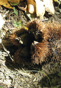 American chestnut bur American chestnut bur