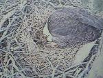 08FEB11 7-40am CST Egg Day 1