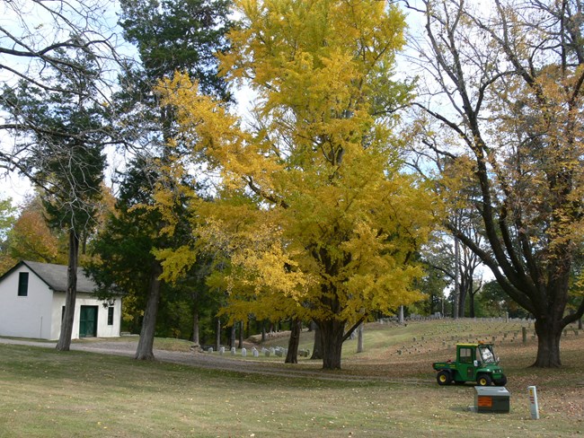 Tree in the national cemetery