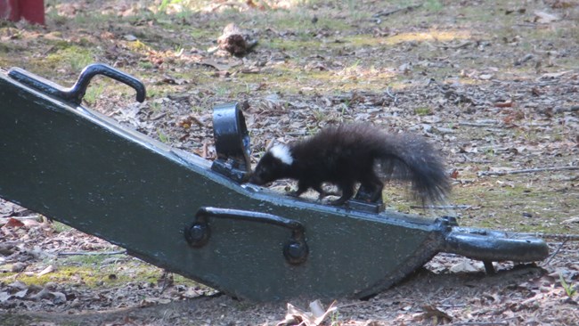 A skunk stands on the trail of a cannon carriage