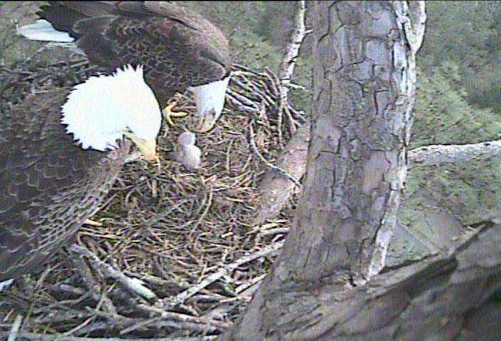 eaglet 2 days old feeding58