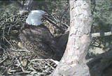 Shiloh Eagle Web Cam Shiloh Eagle Web Cam