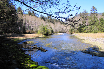Looking upstream along Indian River, with shallow rocky shoreline on both sides, lined with green spruce and hemlock and leaf-bare alder.