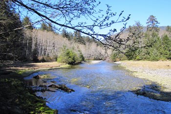 Indian River on a sunny day, with spruce, hemlock and leaf-bare alder growing along both banks of the river.