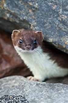 A brown and white Barinoff ermine peers out from between two large rocks.