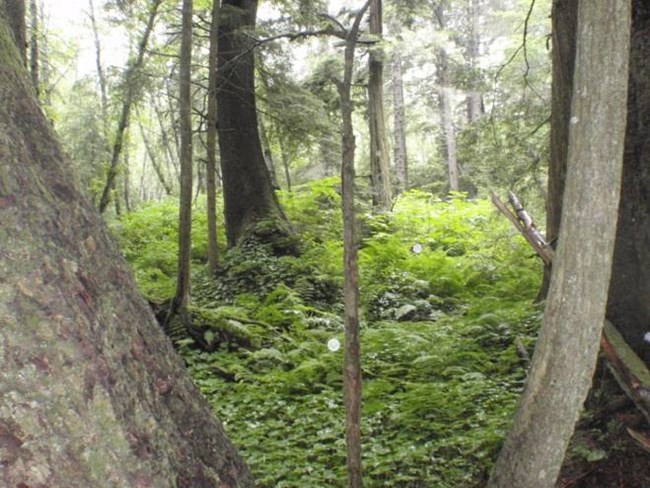 The ecosystem dominated by Sitka spruce, western hemlock and devil's club.