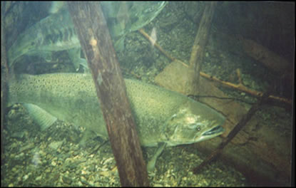 An underwater view of adult salmon
