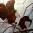 Two bald eagles in a tree