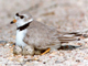 Great Lakes Piping Plover