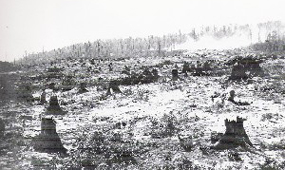 Clear-cut Logging Clear-cut Logging