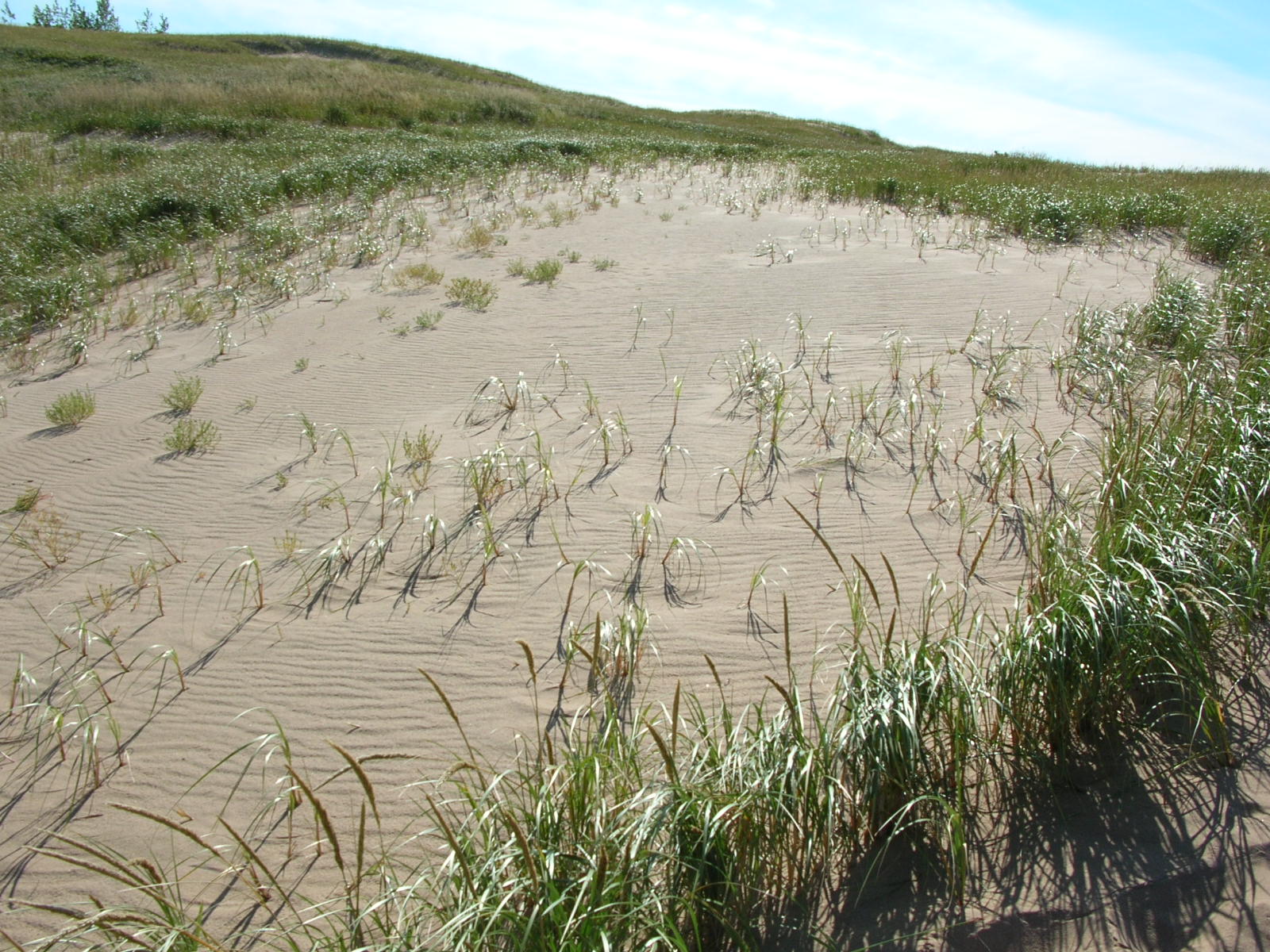 grass dunes