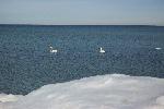Swans in Lake MI in the Winter