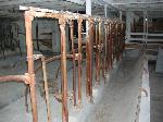 Dechow Barn Stanchions & Manger