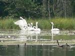 Trumpeter Swans