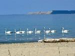 Trumpeter Swans