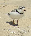Piping Plover Adult