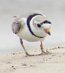 Piping Plover Adult