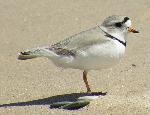 Piping Plover Adult