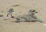 Piping Plover with Chicks