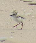 Piping Plover Chick - 1 day old