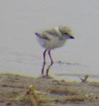 Piping Plover Chick - 1 week old