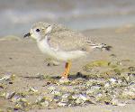 Piping Plover Chick - 3 Weeks Old