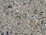 Piping Plover Nest