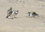 Piping Plover Border Dispute
