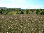 Bay View Trail Fields