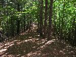 Bay View Trail through Woods