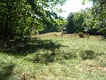 Meadow on Alligator Hill
